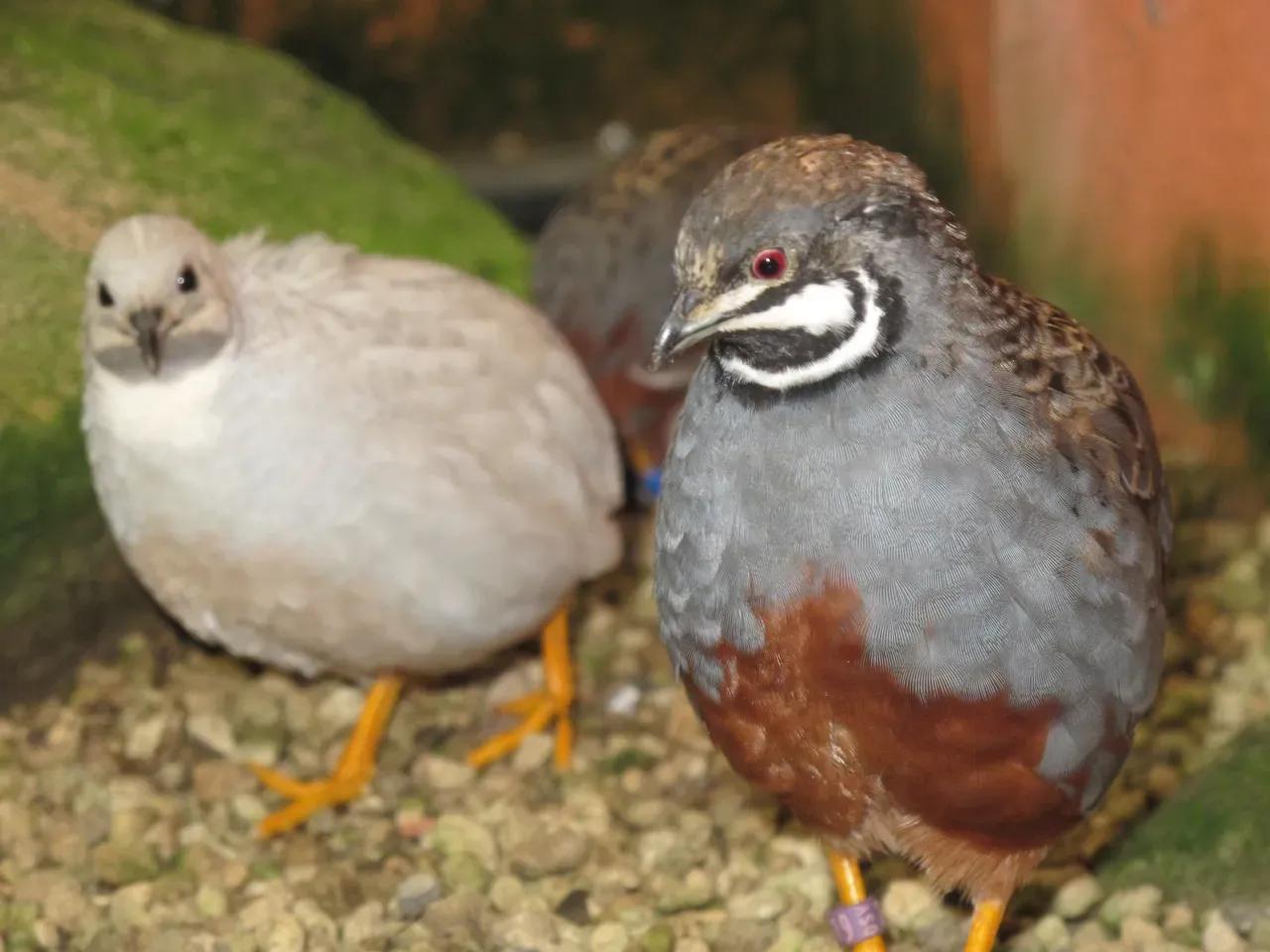 Eine creme-weißliche und eine blau-bräunlich gefärbte Zwergwachteln
