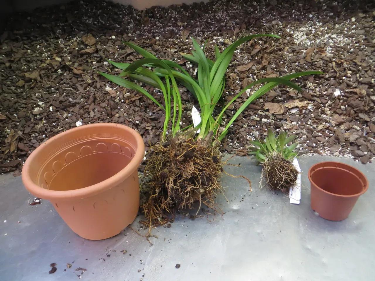 Zwei leere Plastik-Töpfe mit zwei daneben liegenden, ausgetopften Orchideen-Pflanzen, im Hintergrund Orchideen-Substrat