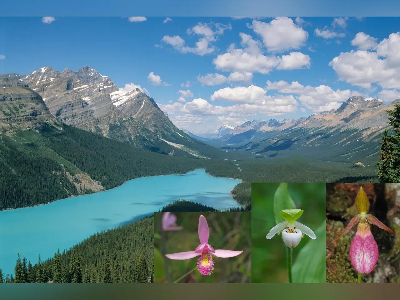 Großer See umgeben von bergiger Landschaft, im Vordergrund drei eingeblendete Orchideenblüten