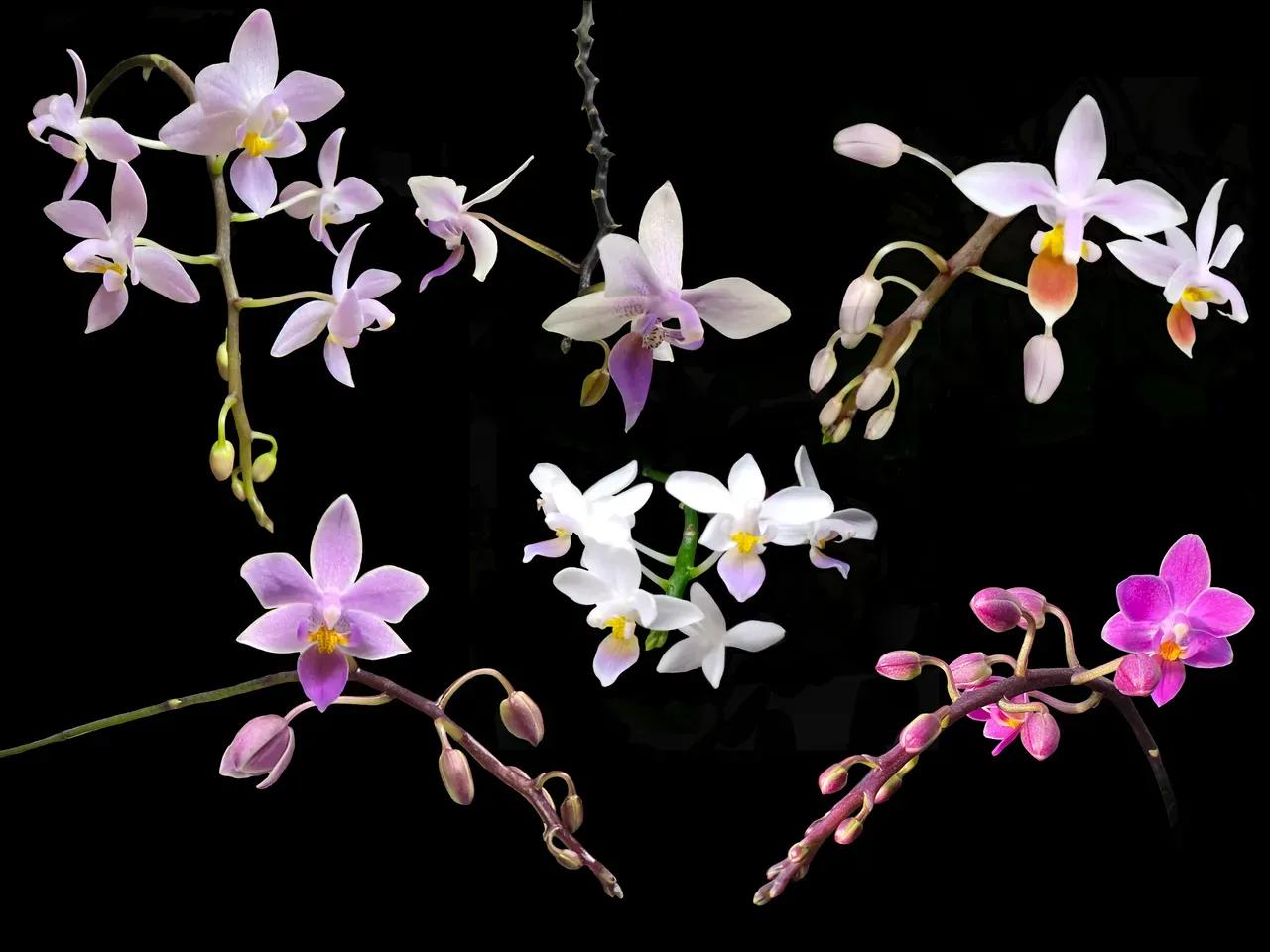 Sieben Blütenrispen einer Phalaenopsis-Art mit teilweise geöffneten Blüten