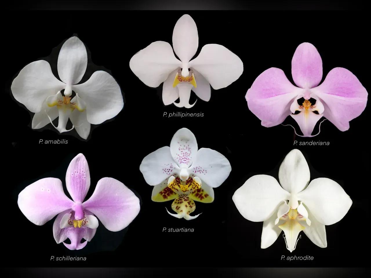 Sechs einzelne Blüten von sechs verschiedenen Phalaenopsis-Arten