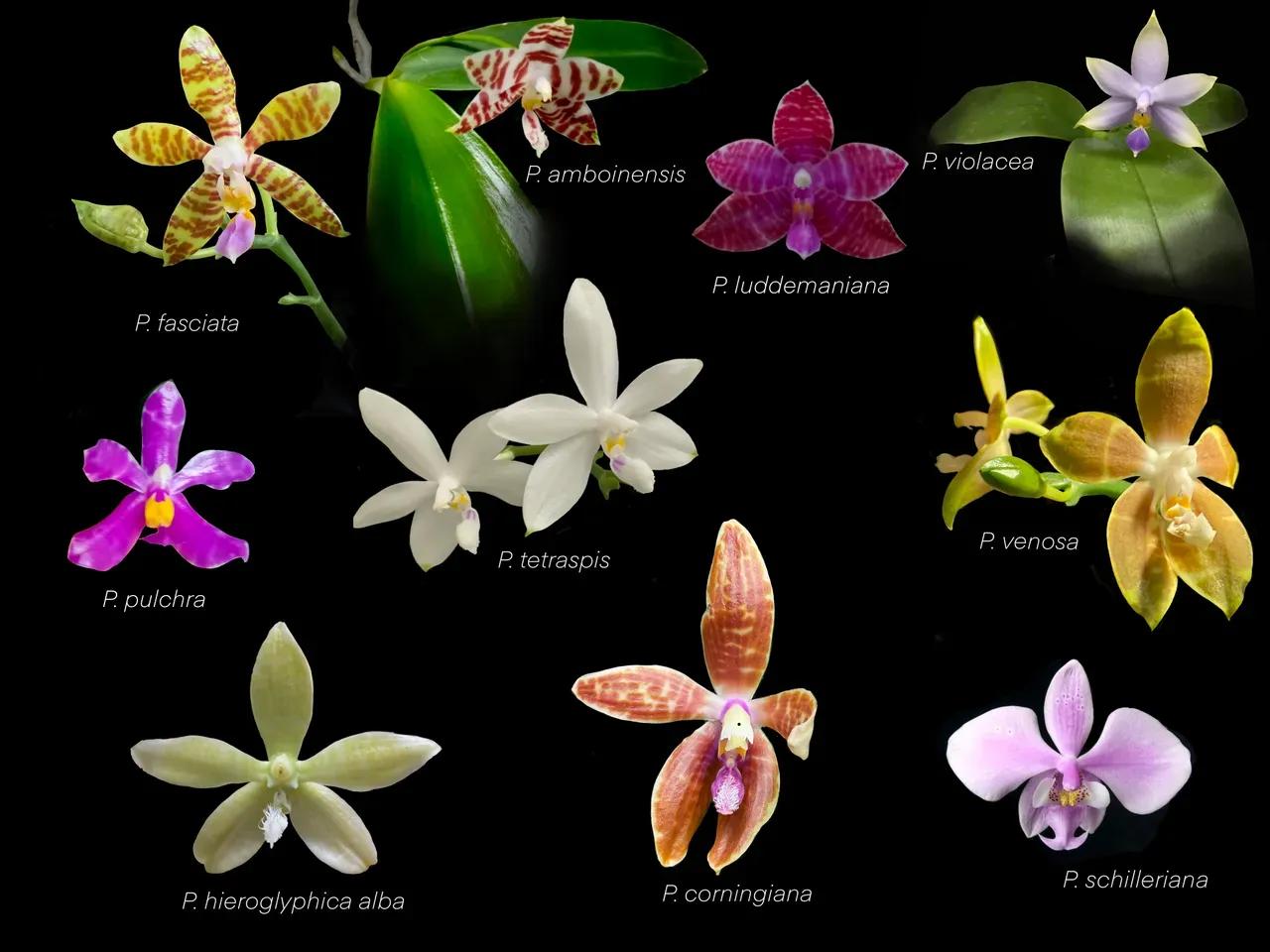 Einzelne Blüten von 10 verschiedenen duftenden Phalaenopsis-Arten