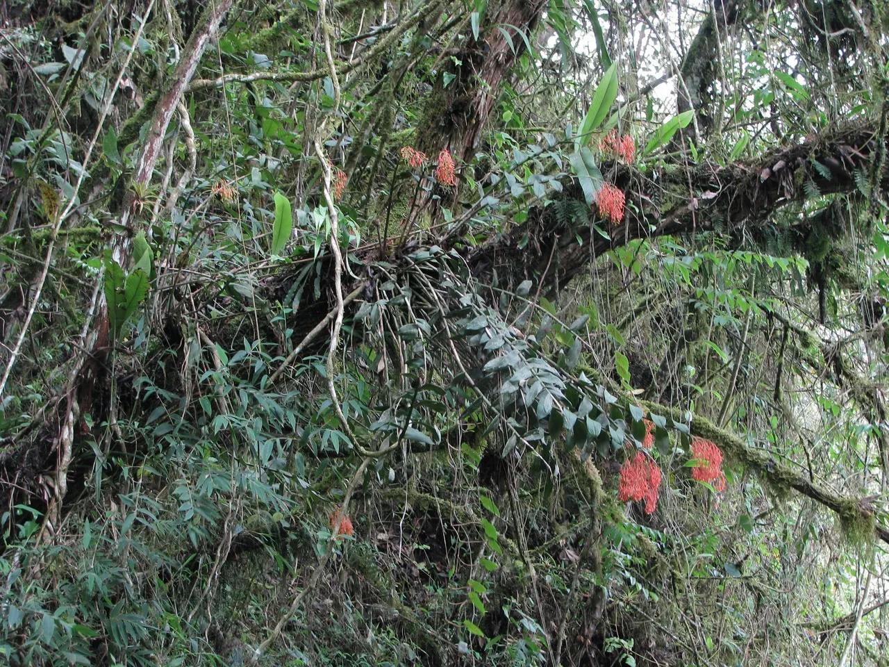 Urwaldbild mit zahlreichen geöffneten Blütenrispen der Orchidee Epidenrum embreei
