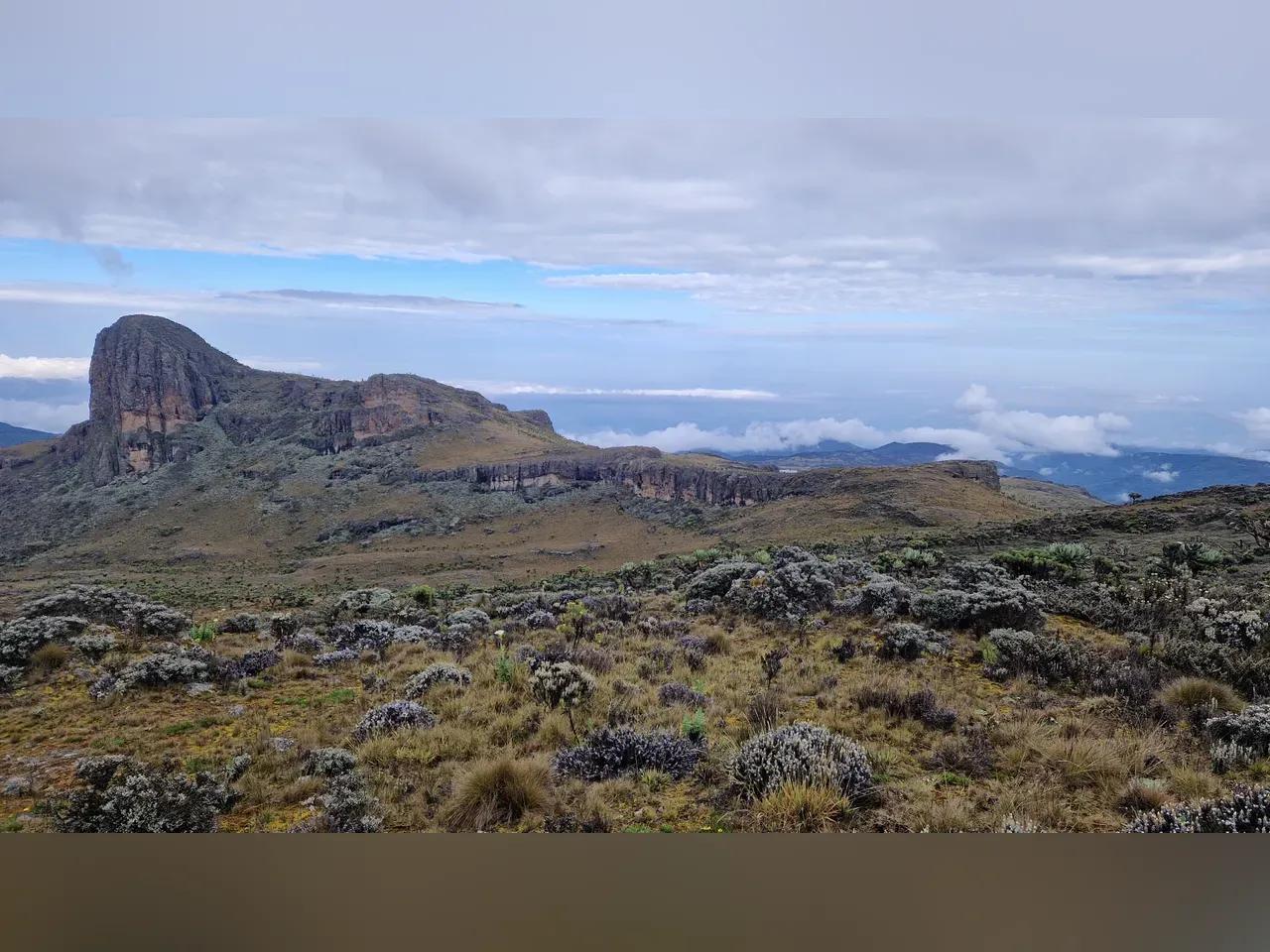 Aussicht auf hügelige Berglandschaft in Uganda mit Polster-Stauden im Vordergrund