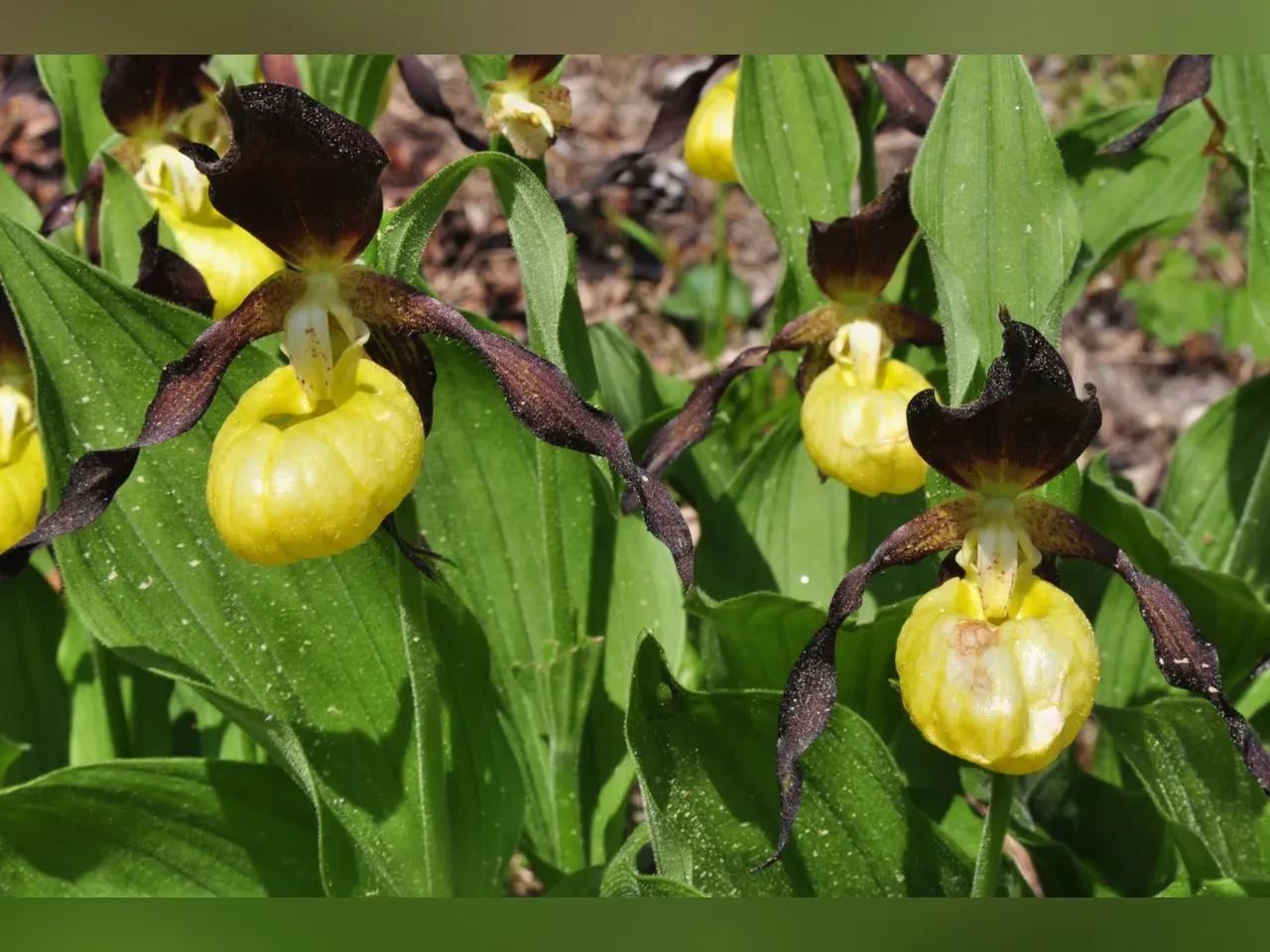 Pflanzen und Blüten des einheimischen Frauenschuhs (Cypripedium calceolus)