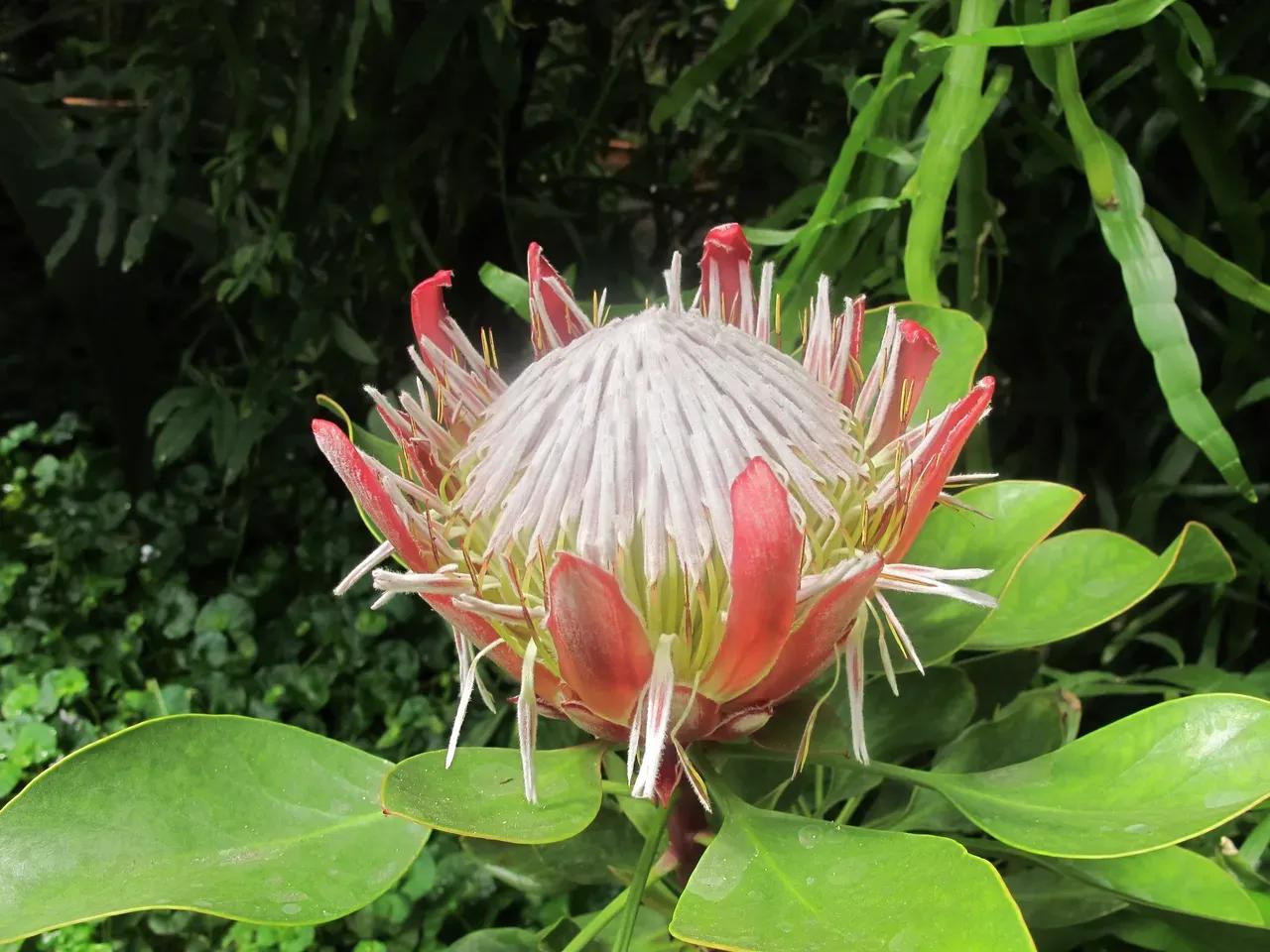 Blüte einer Protea cynaroides