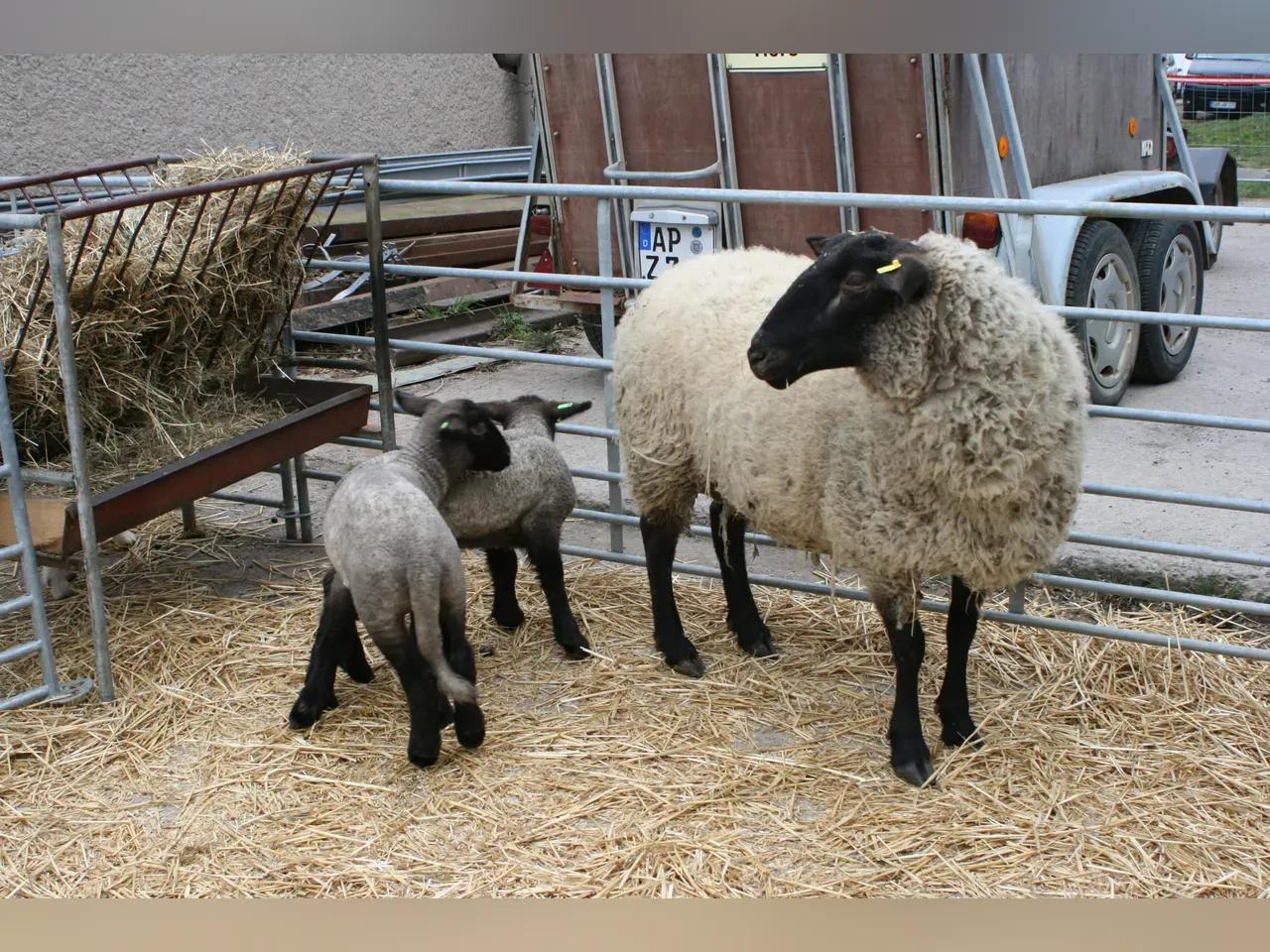 Schafe auf dem Mellinger Bauernmarkt